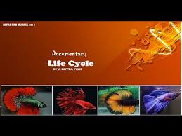 Youtube Science For Kids Youtube Life Cycles