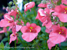 Image result for Diascia