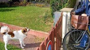 Le chien est dressé pour mordre. Chien Qui Aboie Sur Le Facteur Raisons De Ce Comportement Et Education