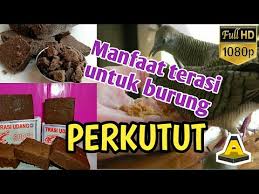 Apr 19, 2021 · terasi ketika di berikan pada burung perkutut memiliki manfaat untuk membuat perkutut yang malas bunyi menjadi rajin bunyi, membentuk suara dan dapat meningkatkan gairah manggungnya. Manfaat Terasi Dan Daun Saga Jamu Perkutut Agar Cepat Gacor By Anireact