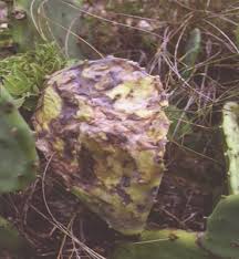 An action plan has been compiled and submitted to the fao for funding. Cactus Moth