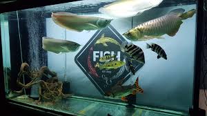 Pet stores near me that sell fish. Fish Avenue Pet Shop Home Facebook