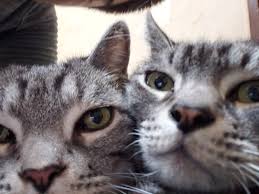 眠り猫の都市伝説: インチキおやじ