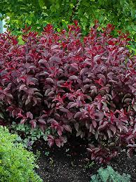Check spelling or type a new query. Shop Dwarf Carolina Cherry Laurel Online The Tree Center