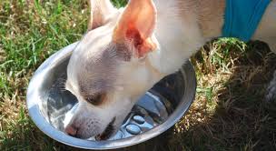 Im just saying don't worry about it. How Much Water Should Your Dog Drink Proud Dog Mom
