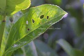 Fruits show firstly small circular, deep purple spots. Shot Laurel Cherry Laurel Hedge Plants