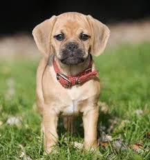 Available puggle puppies for sale this web site was updated 100% on january 13, 2021. Puggle Puggle Puppies Puggle Dogs Very Cute Puppies