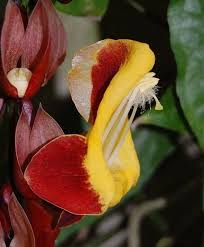 Image result for Thunbergia mysorensis