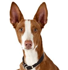 Ibizan hounds often hunt with the assistance of ferrets there, who flush rabbits from their dens and then let the ibizan hound take over. Ibizan Hound Puppies For Sale Adoptapet Com