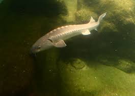 Sturgeon is the common name for the 27 species of fish belonging to the family acipenseridae.the earliest sturgeon fossils date to the late cretaceous, and are descended from other, earlier acipenseriform fish who date back to the triassic period some 245 to 208 million years ago. Flickriver Most Interesting Photos Tagged With Whitesturgeon