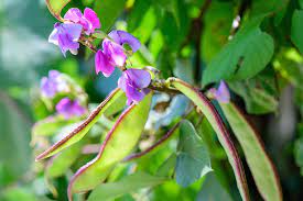 It grows well in hanging baskets and patio containers, so long as it's moved indoors in the cooler months. How To Grow Hyacinth Bean Vines Gardener S Path