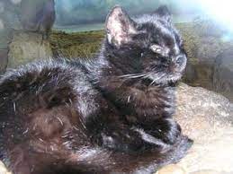 The pampas cat (leopardus colocola) is a small wild cat native to south america. Zootierlistehomepage
