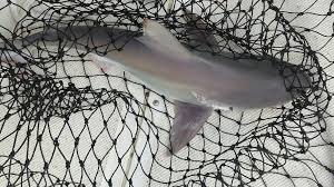 A Guide To Landing Shark Species With Fins Naturally Attached