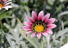 Splendens), sometimes called treasure flower, is a species of flowering plant in the family asteraceae, native to southern africa. Gazania Rigens Lila Zwergform Mit Silbrigen Blattern Und Lila Kopfe Rochen Mit Schwarzem Sockel Und Weisser Fleck Lila Im Oberen Teil Lizenzfreie Fotos Bilder Und Stock Fotografie Image 61674524
