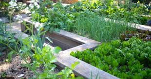 Harvest Cafe Paddock To Plate For Real Milkwood Permaculture Courses Skills Stories