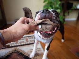 Can Boston Terriers Eat Lamb Ear Chews Maggielovesorbit Com