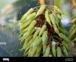 Image result for Cunonia capensis