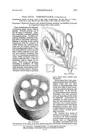 Image result for Diclis ovata