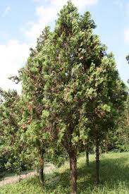 Image result for Platycladus orientalis