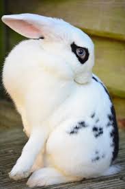 We did not find results for: 31 Blue Eyed Rabbits Ideas Mini Lop Black Spot Blue Eyes