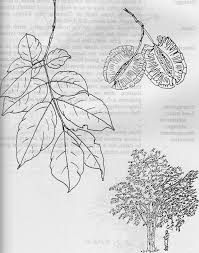Image result for Combretum schumannii