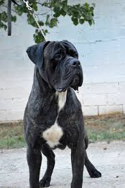 The cane corso is a large italian breed of dog, for years valued highly in italy as a companion, guard dog and hunter. Cane Corso Corsarii New Zealand Kennel Home Facebook