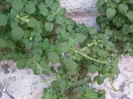 Image result for Amaranthus blitum