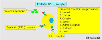 Image result for Prolactin