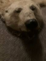 Add a soft rustic touch to your home or cabin with an authentic bear rug today. Bear Rug Shop For New Used Goods Find Everything From Furniture To Baby Items Near You In British Columbia Kijiji Classifieds