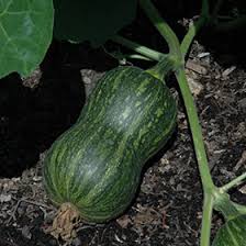Image result for Cucurbita moschata