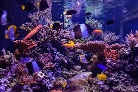 Find saltwater live rock in canada | visit kijiji classifieds to buy, sell, or trade almost anything! Homegrown Coral Reefs Are Beautiful And Potentially Dangerous The Washington Post