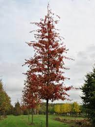 At your doorstep faster than ever. Quercus Palustris Woodside Splendor Quercus Palustris Woodside Splendor Van Den Berk Baumschulen