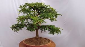 How To Repot Tamarind Bonsai Tamarind Bonsai Part 3 Youtube
