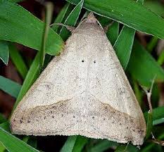 Image result for Disperis sp. nov. aff. macowanii