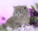 Persian Cat Breed Images and Facts | petMD | PetMD