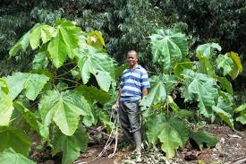 Tiga Jenis Pohon Lokal Gambut Untuk Hutan Tanaman