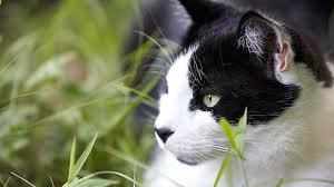 Place this on the collar and walk past the boundary wire. New Uk Study On The Impact Of Hidden Fences On Cats Dogwatch