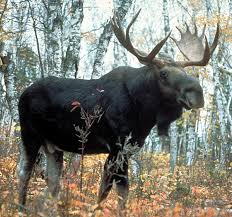 moose wikipedia