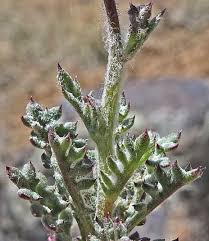 Image result for Gilgiochloa