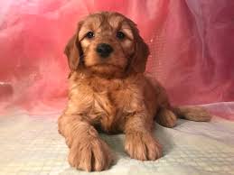 The hybrids that result from the mating of the two are terrific family dogs that are friendly, intelligent, affectionate. Male Standard Goldendoodle Puppies For Sale Ia Mn Il 950