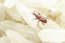 How To Get Rid Of Weevils Brown Bugs Weevils Pantry Bugs