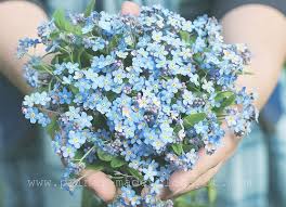 Pin By Elle Musick On Beloved Memories Wedding Flowers Blue Wedding Flowers Blue Bouquet