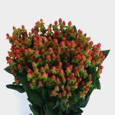 Discount99.us has been visited by 1m+ users in the past month Hypericum Red Berries Wholesale Blooms By The Box