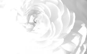 10 easy tips to take your flower photos to the next level. Flower Art White Background White Background Wallpaper White Flower Wallpaper White Flower Background