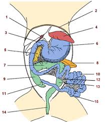 It has 4 lobes and a very obvious presence in the abdominal cavity. Cat Dissection Questions