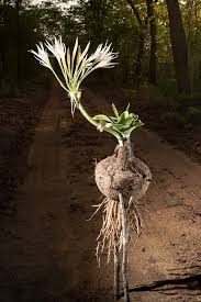 Image result for Stylochaeton borumensis