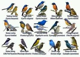 Selain karena perawatannya yang mudah, burung pleci banyak dipelihara karena ia memiliki suara kicauan yang merdu dan indah. Tledekan Mania Indonesia å¸å­ Facebook