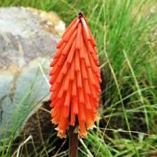 Image result for Kniphofia grantii