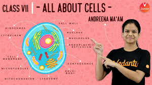 Anatomy is a branch of natural science which deals with the structural organization of living things. Cell Structure And Function Class 7 Know All About Cells 1 Vedantu Youtube