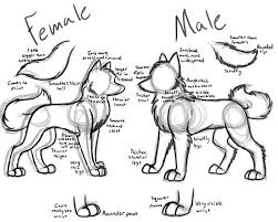 How To Draw Wolf Body Google Search Body Draw Google Search Wolf Cartoon Wolf Drawing Cartoon Wolf Animal Drawings